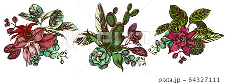 Flower bouquet of colored ficus, iresine, kalanchoe, calathea, guzmania, cactus 64327111