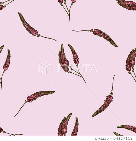 Seamless pattern with hand drawn colored veronica Seamless pattern with hand drawn colored veronica 64327115