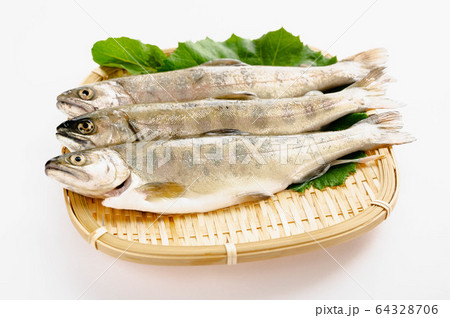 アマゴ アマゴ 64328706