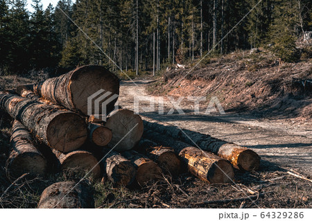 Wilderness, nature and the forest. Beautiful sunny day in the woods and cutting area with felled logs of wood. Cut trees in a row. Spring thinning of the Polish forest. 64329286