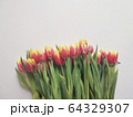 Red and yellow tulips with number eight. Top view of the white background of the spring composition. 64329307