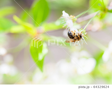Honey bee enjoying blossoming cherry tree on 64329624
