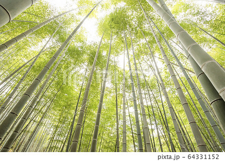 孟宗竹 光あふれる竹林 イメージ素材 尾鷲の土井竹林 三重観光スポット 尾鷲の観光名所 孟宗竹 光あふれる竹林 イメージ素材 尾鷲の土井竹林 三重観光スポット 尾鷲の観光名所 64331152