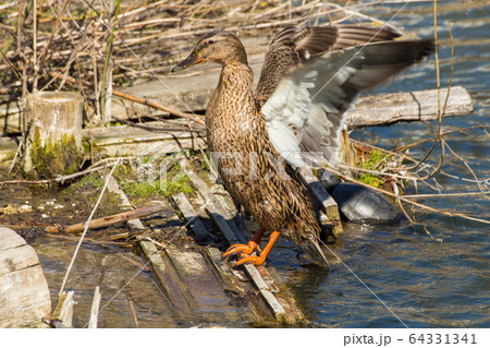 Wald mallart duck isolated on a pond 64331341