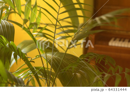 Tropical palm leaves and their shadows on a yellow background 64331444