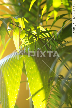 Tropical palm leaves and their shadows on a yellow background 64331445
