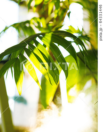 Tropical palm leaves and their shadows on a yellow background 64331446