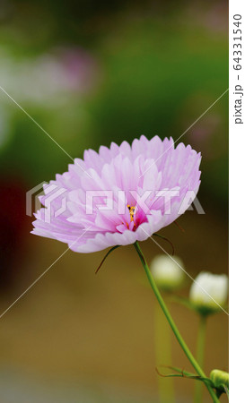 待受け画面 秋桜 ピンク 画面比率16:9 待受け画面 秋桜 ピンク 画面比率16:9 64331540