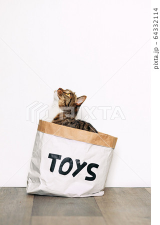 Funny cat sitting in a paper package with the inscription toys. Funny pets playing at home. 64332114