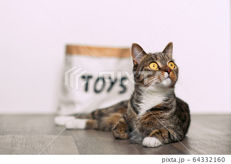 Funny striped cat with big yellow eyes sitting on the floor near a paper craft package with the inscription toys. 64332160