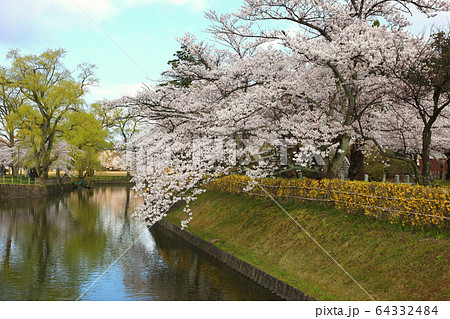 鶴岡公園の桜 鶴岡公園の桜 64332484