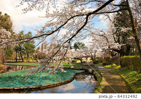 鶴岡公園の桜 鶴岡公園の桜 64332492