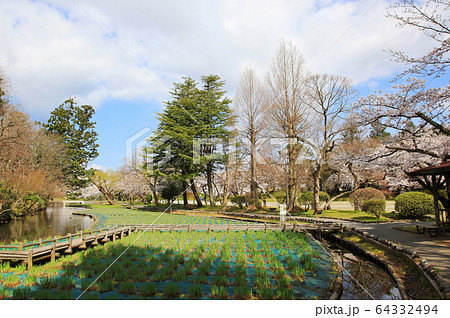 鶴岡公園の桜 鶴岡公園の桜 64332494