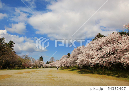 鶴岡公園の桜 64332497