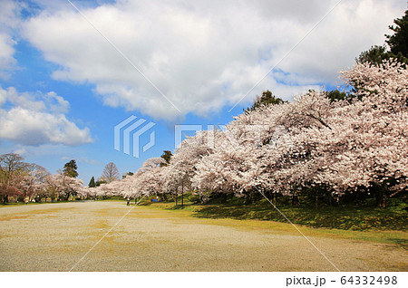鶴岡公園の桜 鶴岡公園の桜 64332498