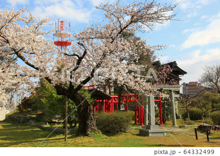 鶴岡公園の桜とお稲荷神社 鶴岡公園の桜とお稲荷神社 64332499