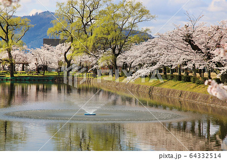 鶴岡公園の桜 鶴岡公園の桜 64332514