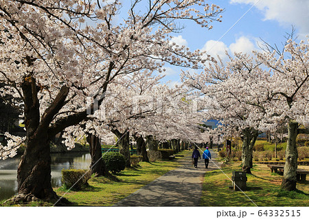 鶴岡公園の桜 鶴岡公園の桜 64332515