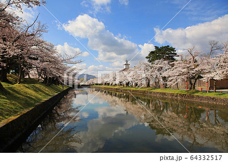 鶴岡公園の桜 64332517