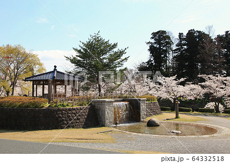 鶴岡公園の桜 64332518