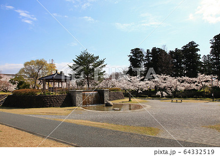 鶴岡公園の桜 64332519
