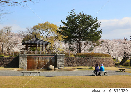 鶴岡公園の桜 鶴岡公園の桜 64332520
