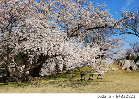 鶴岡公園の桜 64332523