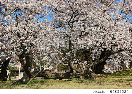 鶴岡公園の桜 鶴岡公園の桜 64332524