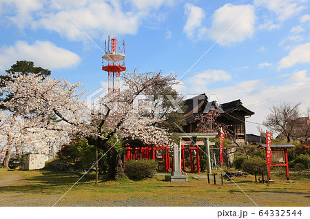 鶴岡公園の桜とお稲荷神社 鶴岡公園の桜とお稲荷神社 64332544