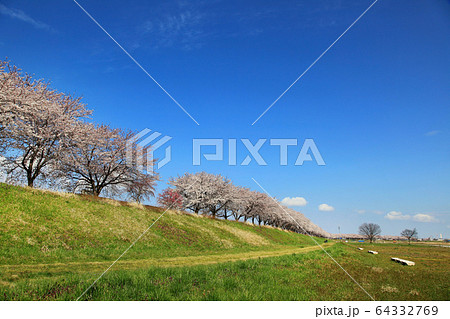 赤川桜並木 赤川桜並木 64332769