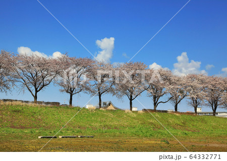 赤川桜並木 64332771