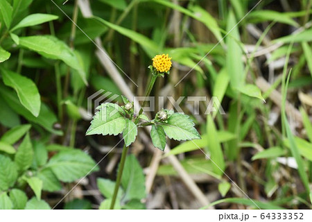 コセンダングサの花 64333352