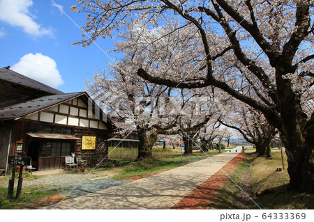 松ヶ岡開墾場　桜と建物 64333369