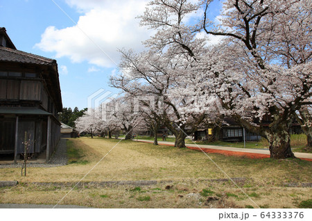 松ヶ岡開墾場　桜と建物 64333376