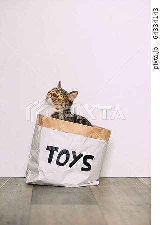 Funny striped cat looks out of curiously at the paper craft package with the inscription toys. Funny pets at home. Funny striped cat looks out of curiously at the paper craft package with the inscription toys. Funny pets at home. 64334143