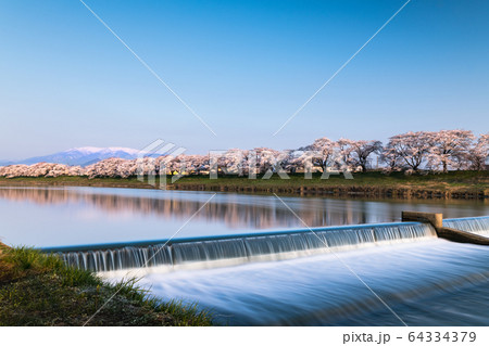 早朝で青空の白石川堤一目千本桜 大河原 早朝で青空の白石川堤一目千本桜 大河原 64334379