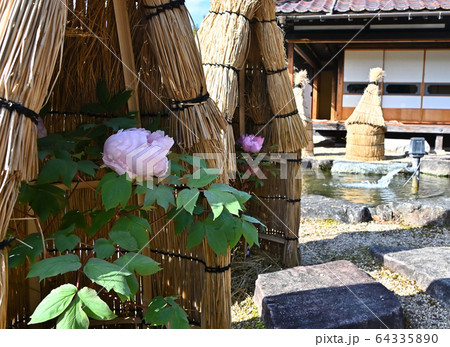 広島県備北丘陵公園の冬ボタン 64335890