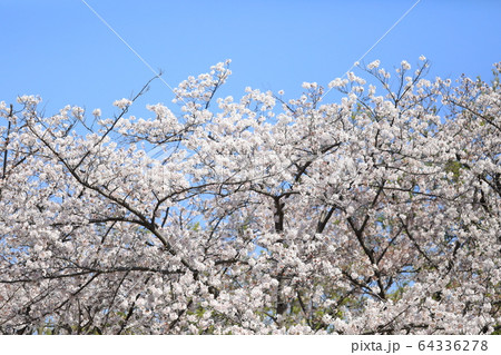 さくら 64336278