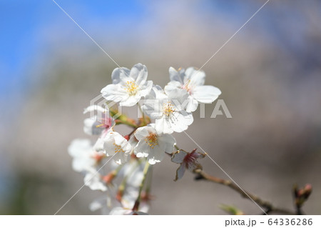 さくら 64336286