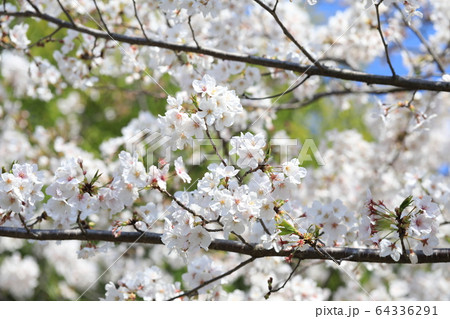 さくら 64336291