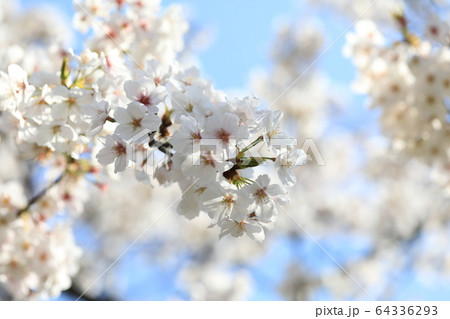 さくら 64336293