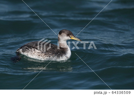 アカエリカイツブリの冬羽 64336509