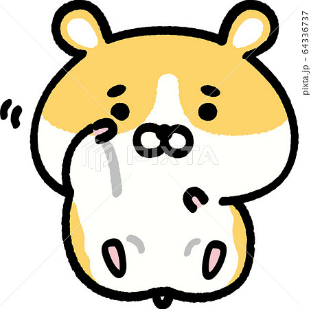 顔を擦るゴールデンハムスター 64336737