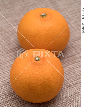 清見オレンジ 64336756