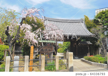 荒川区西日暮里 経王寺山門 大黒天 桜 荒川区西日暮里 経王寺山門 大黒天 桜 64336793