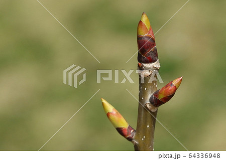 自然　植物　ハンカチノキ、四月初め。芽吹き間近の冬芽 64336948