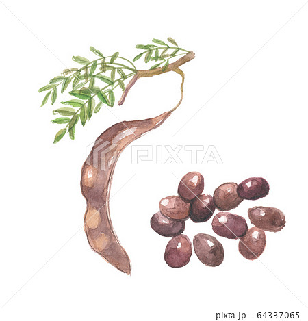 サイカチ 64337065