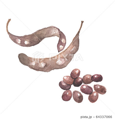 サイカチ 64337066