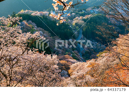 春の吉野山と桜 64337179