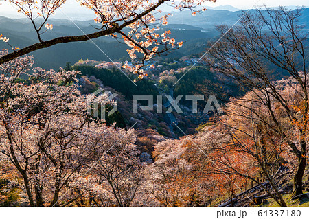 春の吉野山と桜 64337180